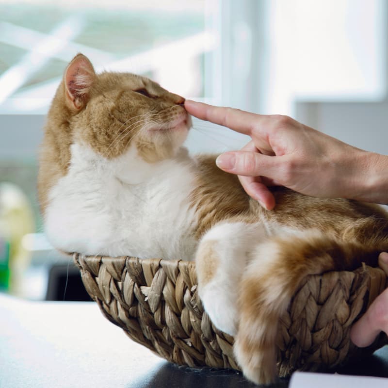 Cat after having a pet checkup in Santa Barbara
