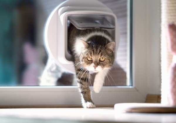 Specialists | San Roque Pet Hospital | Santa Barbara Speciality & Emergency Vet