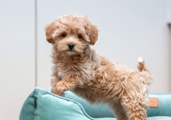 Specialists | San Roque Pet Hospital | Santa Barbara Speciality & Emergency Vet