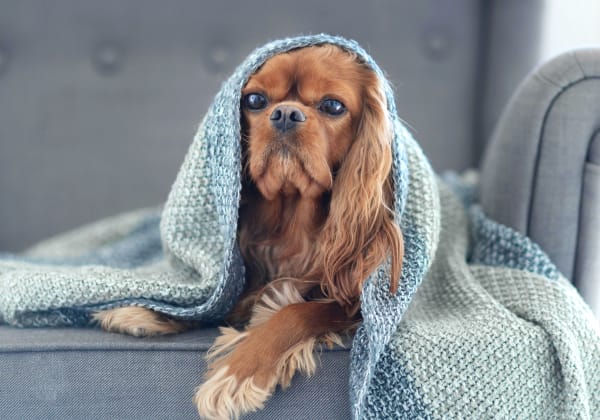 Specialists | San Roque Pet Hospital | Santa Barbara Speciality & Emergency Vet